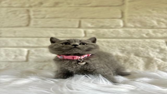 Sakin ve Sevecen Bir İngiliz Kedisi British Shorthair