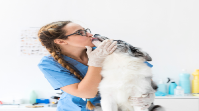 Ataşehir’e Yakın, Güvenle Tercih Edilen Veteriner Hizmeti
