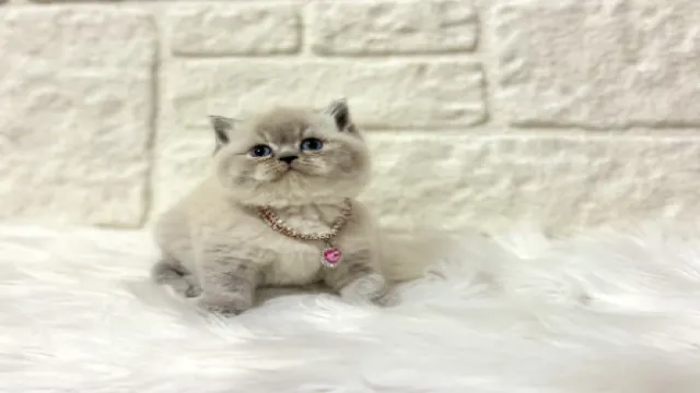 British Shorthair Irkının Merak Edilenleri