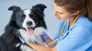 Evcil Hayvan Sağlığı İçin En iyi Veterinerler