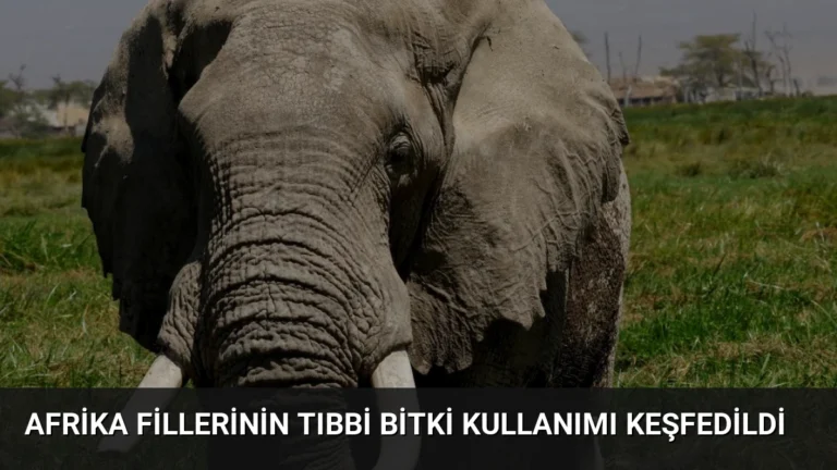 Afrika Fillerinin Tıbbi Bitki Kullanımı Keşfedildi