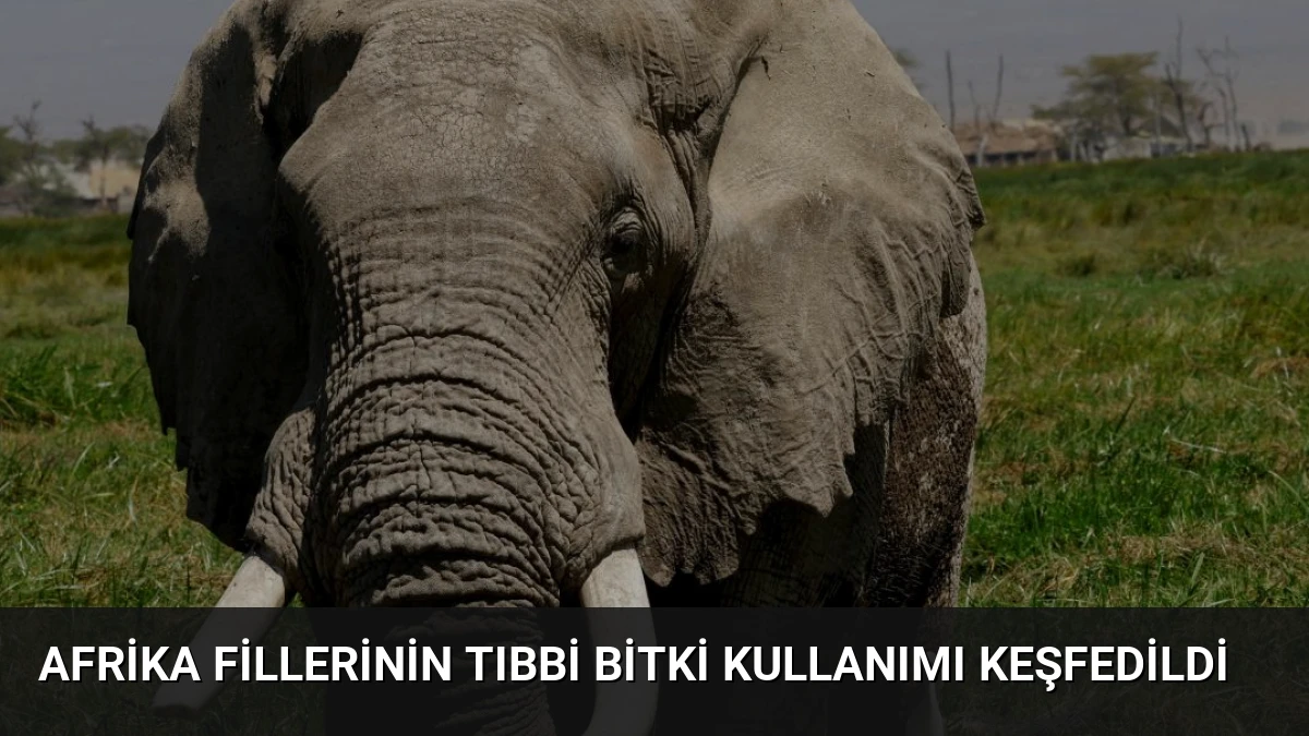 Afrika Fillerinin Tıbbi Bitki Kullanımı Keşfedildi