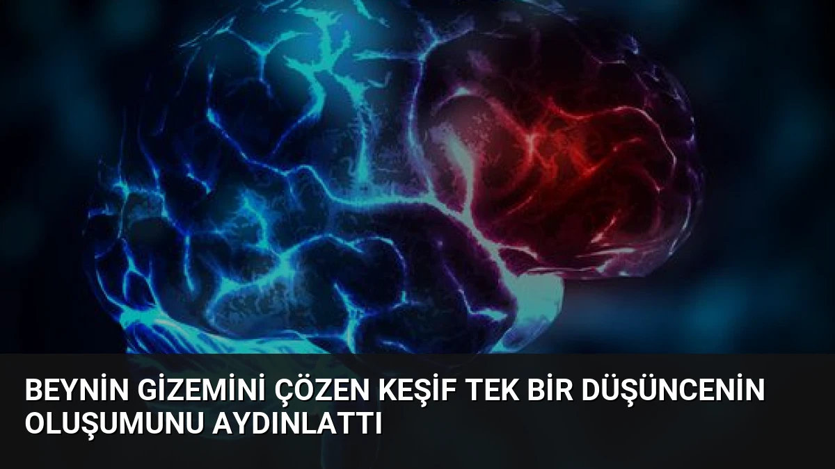 Beynin Gizemini Çözen Keşif Tek Bir Düşüncenin Oluşumunu Aydınlattı