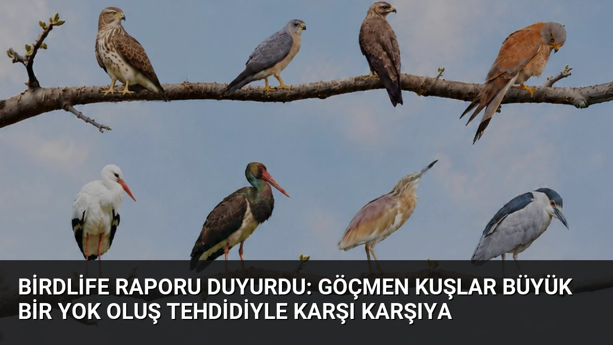 BirdLife Raporu Duyurdu: Göçmen Kuşlar Büyük Bir Yok Oluş Tehdidiyle Karşı Karşıya