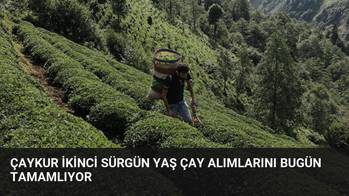 ÇAYKUR İkinci Sürgün Yaş Çay Alımlarını Bugün Tamamlıyor
