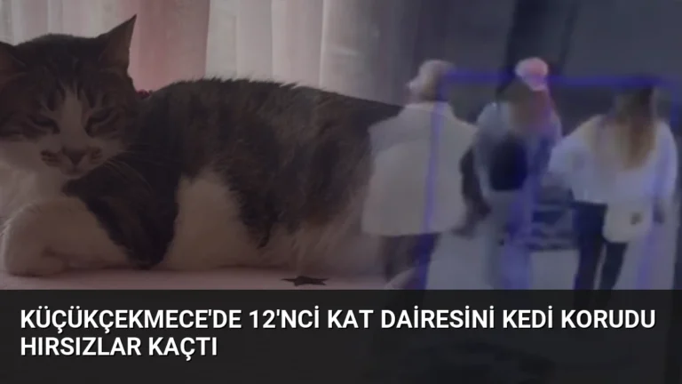 Küçükçekmece’de 12’nci Kat Dairesini Kedi Korudu Hırsızlar Kaçtı