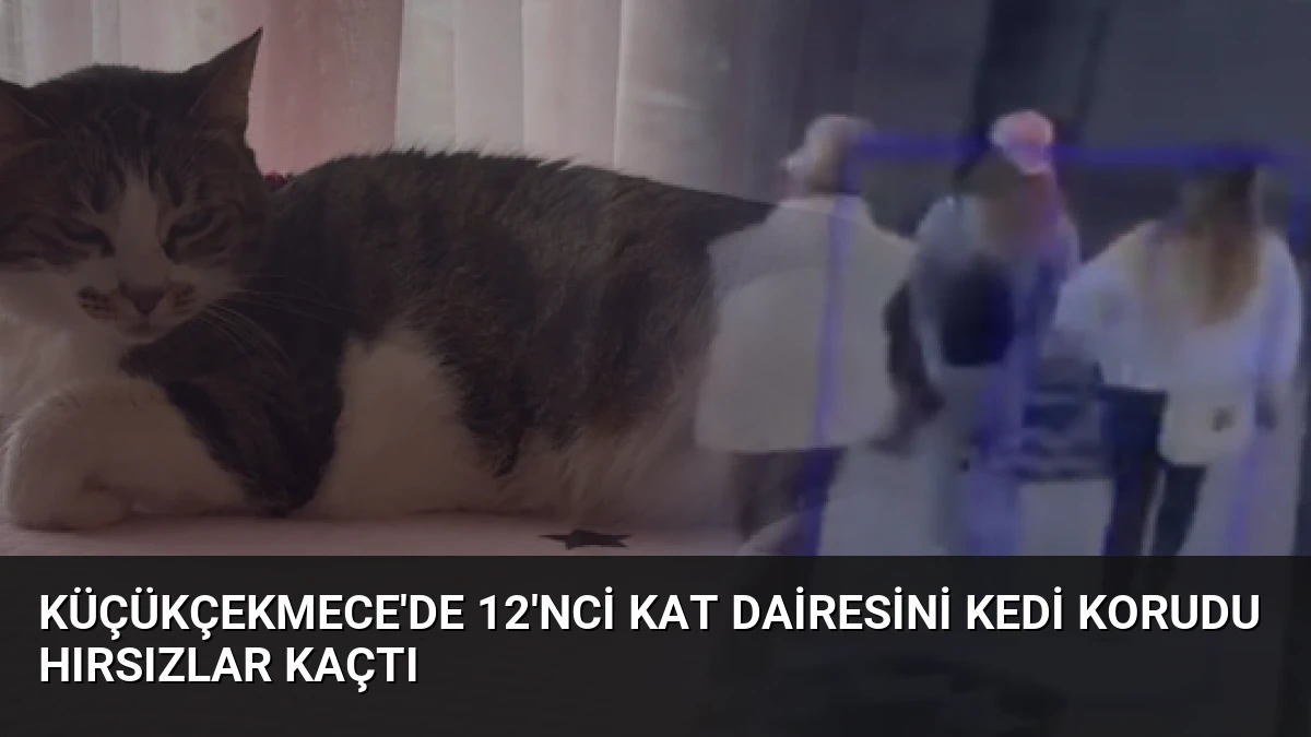Küçükçekmece’de 12’nci Kat Dairesini Kedi Korudu Hırsızlar Kaçtı