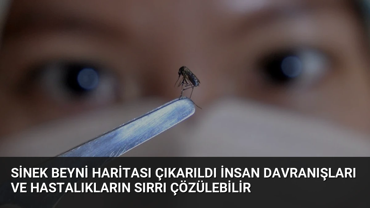 Sinek Beyni Haritası Çıkarıldı İnsan Davranışları ve Hastalıkların Sırrı Çözülebilir