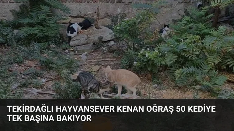 Tekirdağlı Hayvansever Kenan Oğraş 50 Kediye Tek Başına Bakıyor
