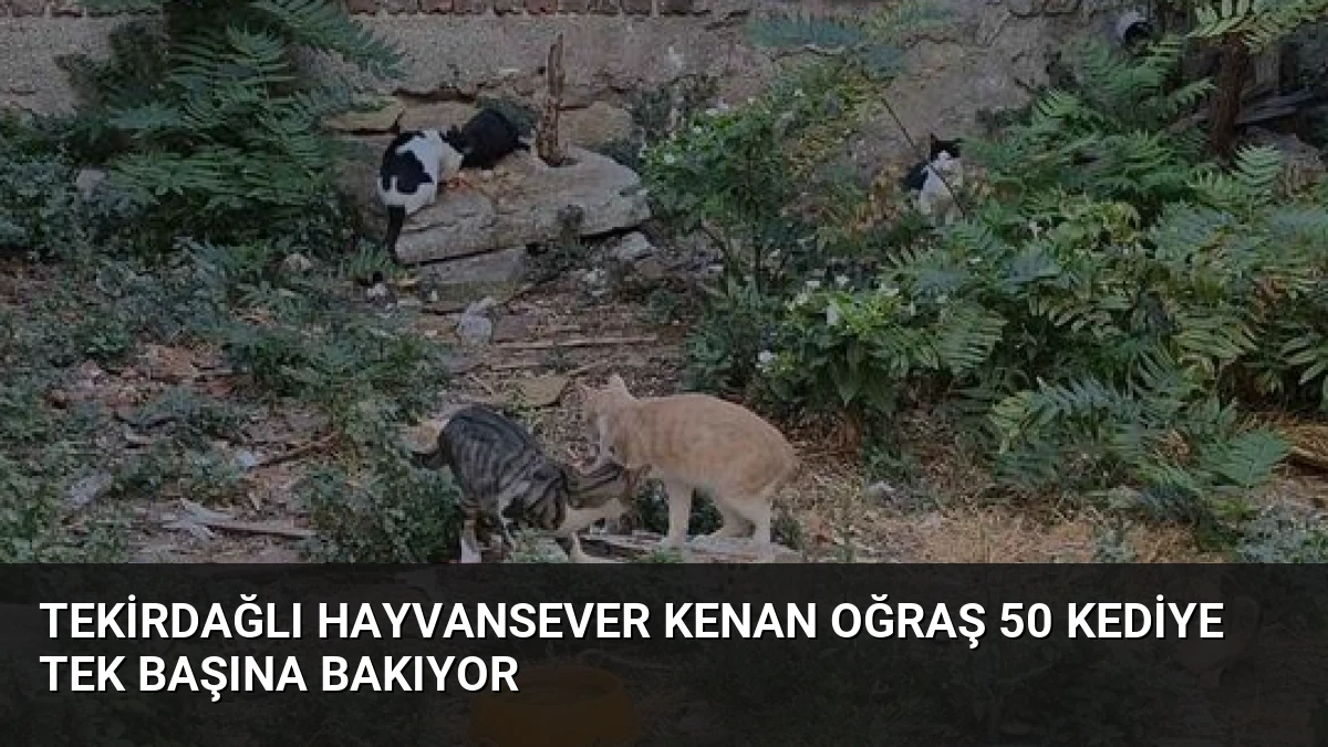 Tekirdağlı Hayvansever Kenan Oğraş 50 Kediye Tek Başına Bakıyor