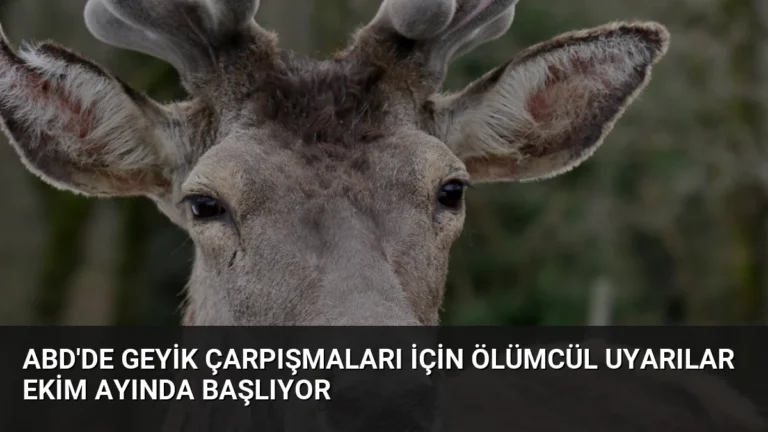 ABD’de Geyik Çarpışmaları İçin Ölümcül Uyarılar Ekim Ayında Başlıyor