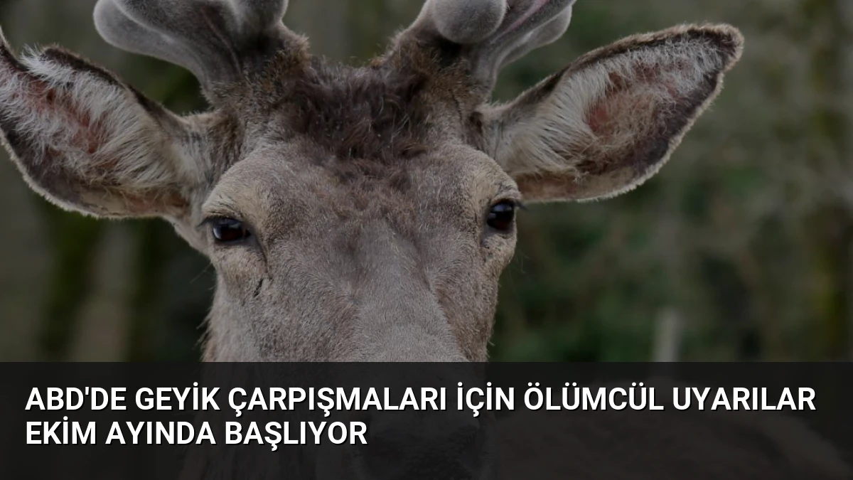 ABD’de Geyik Çarpışmaları İçin Ölümcül Uyarılar Ekim Ayında Başlıyor
