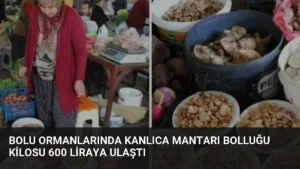 Bolu Ormanlarında Kanlıca Mantarı Bolluğu Kilosu 600 Liraya Ulaştı