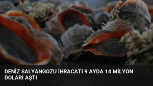 Deniz Salyangozu İhracatı 9 Ayda 14 Milyon Doları Aştı