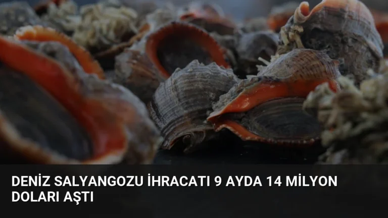 Deniz Salyangozu İhracatı 9 Ayda 14 Milyon Doları Aştı