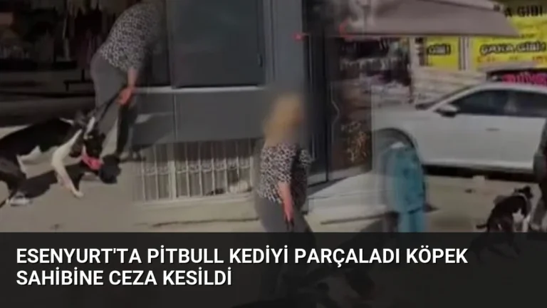 Esenyurt’ta Pitbull Kediyi Parçaladı Köpek Sahibine Ceza Kesildi