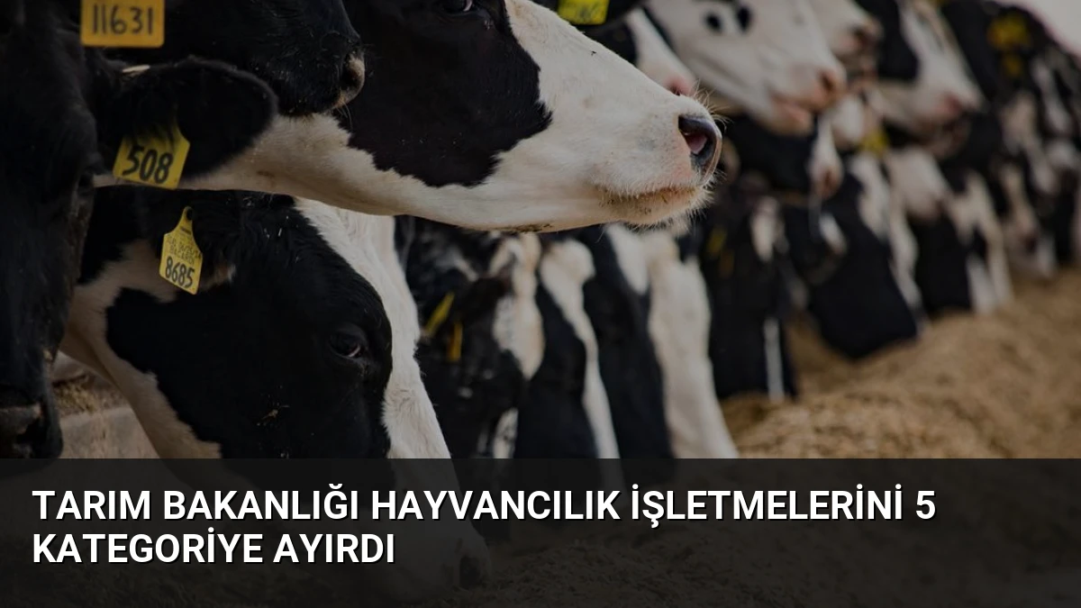 Tarım Bakanlığı Hayvancılık İşletmelerini 5 Kategoriye Ayırdı