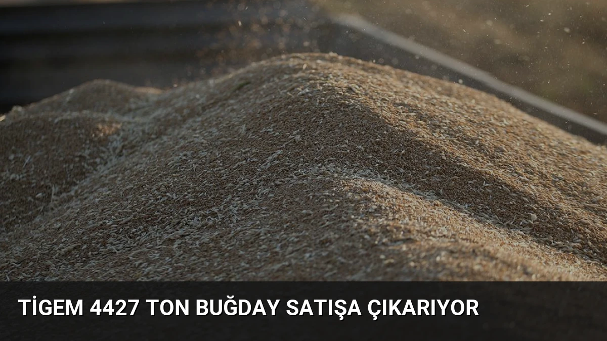 Tigem 4427 Ton Buğday Satışa Çıkarıyor