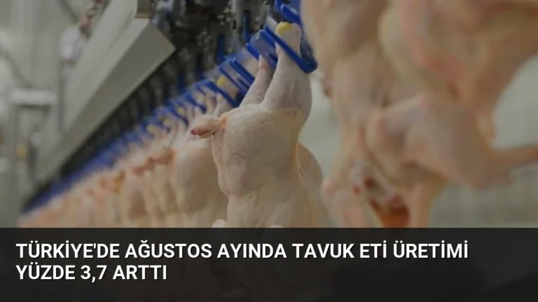 Türkiye’de Ağustos Ayında Tavuk Eti Üretimi Yüzde 3,7 Arttı