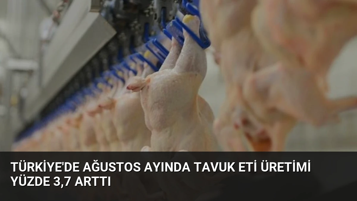 Türkiye’de Ağustos Ayında Tavuk Eti Üretimi Yüzde 3,7 Arttı