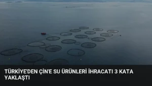 Türkiye’den Çin’e Su Ürünleri İhracatı 3 Kata Yaklaştı