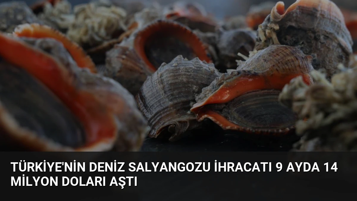 Türkiye’nin Deniz Salyangozu İhracatı 9 Ayda 14 Milyon Doları Aştı