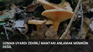 Uzman Uyardı Zehirli Mantarı Anlamak Mümkün Değil