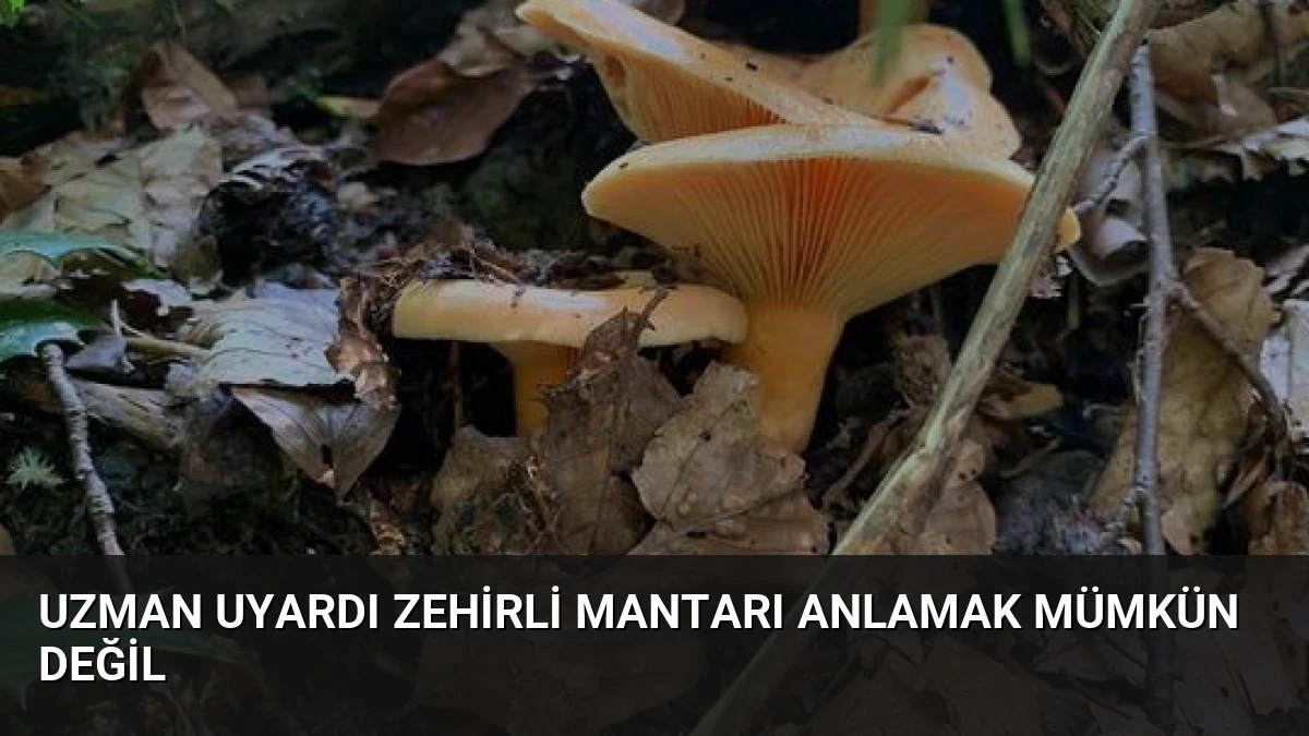 Uzman Uyardı Zehirli Mantarı Anlamak Mümkün Değil