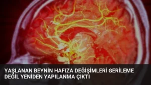 Yaşlanan Beynin Hafıza Değişimleri Gerileme Değil Yeniden Yapılanma Çıktı