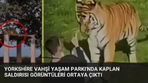 Yorkshire Vahşi Yaşam Parkı’nda Kaplan Saldırısı Görüntüleri Ortaya Çıktı